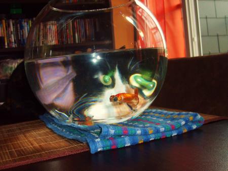 Dudu nous a quitt�...