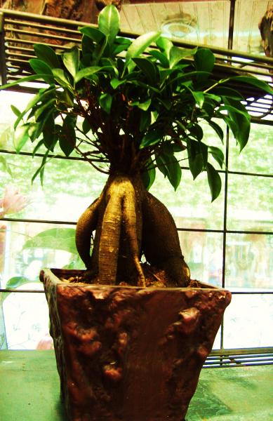 De la magie a chaque coin de rue...