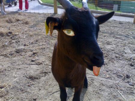 Le visage secret de la bikettte