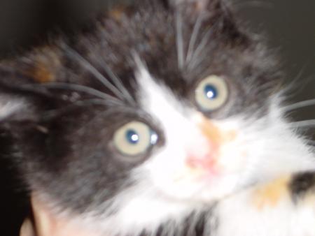 notre petit chat pott�