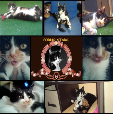 notre pornostars a domicile!!!